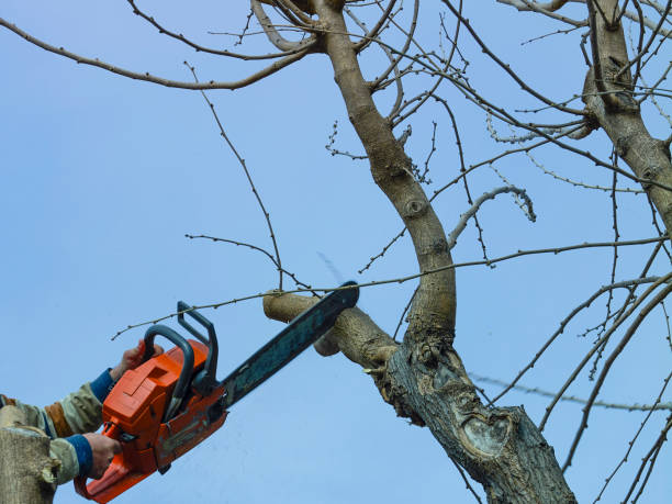 What is tree Pruning?
